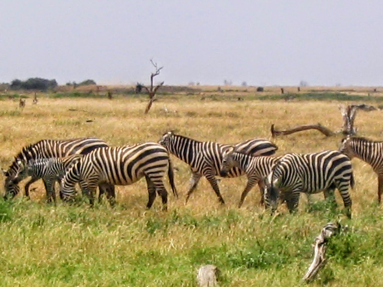 Tsavo East - Zebras